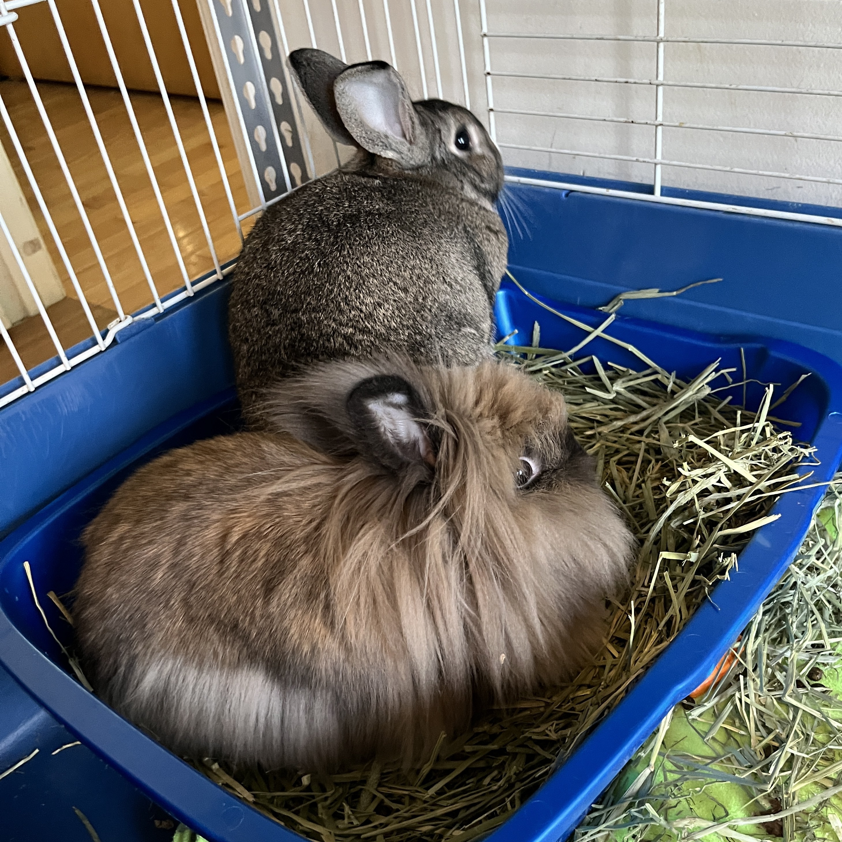 Karl (Bonded with Mabel), a Adoptable mixed breed in Columbia, MD image 6/6