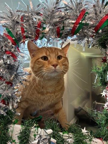 Enlarge ZOOMIE, a Adoptable Domestic Short Hair in Brighton, CO image 1/1