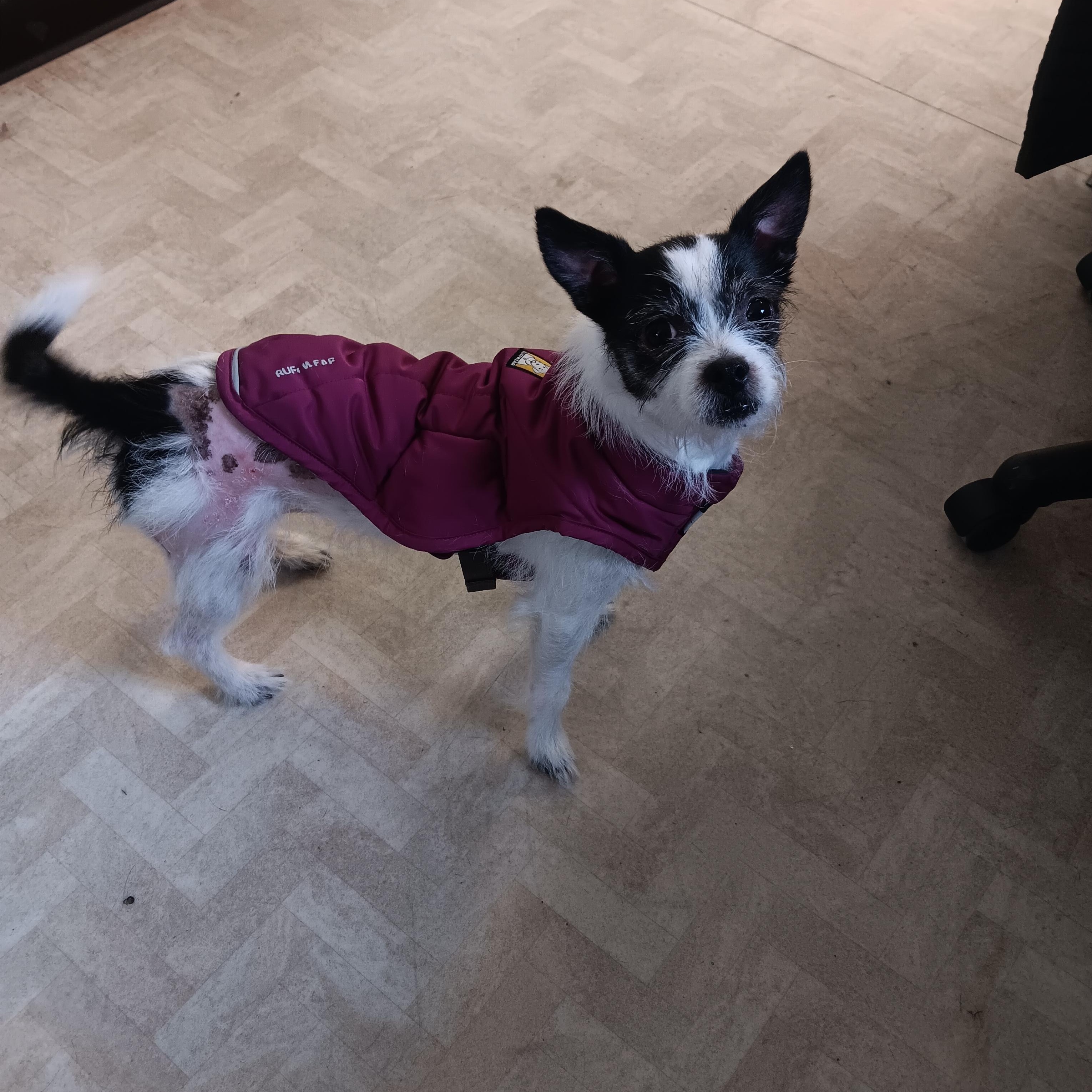 Enlarge Lulu, an adopted mixed breed in Boyne City, MI image 1/1