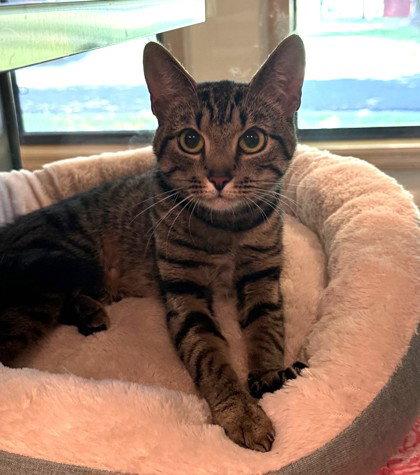 Enlarge Bastet, a Adoptable Domestic Short Hair in Midland, VA image 1/1