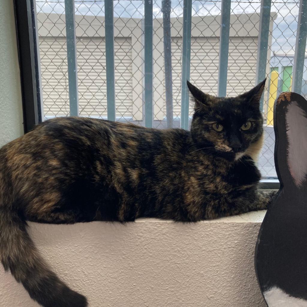 Marigold / Daffodil, a Adoptable mixed breed in Peoria, AZ image 2/5