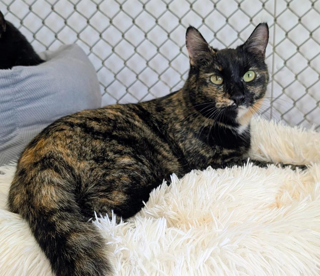 Marigold / Daffodil, a Adoptable mixed breed in Peoria, AZ image 3/5