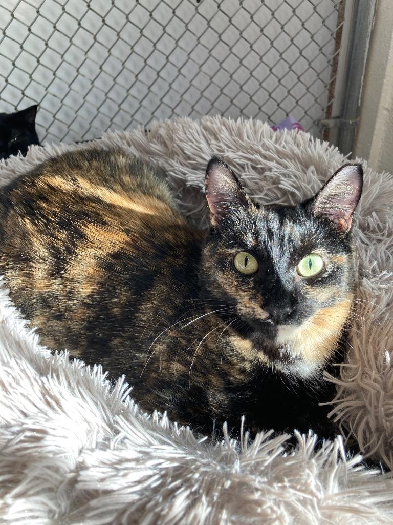 Marigold / Daffodil, a Adoptable mixed breed in Peoria, AZ image 4/5