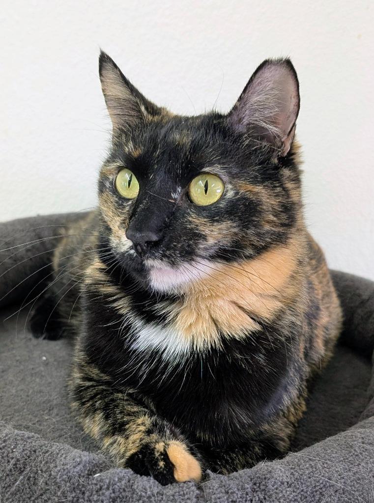 Enlarge Marigold / Daffodil, a Adoptable mixed breed in Peoria, AZ image 1/6