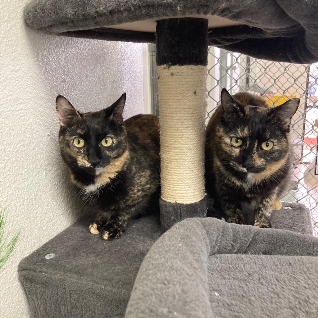 Marigold / Daffodil, Adoptable, Adult Female Domestic Short Hair.