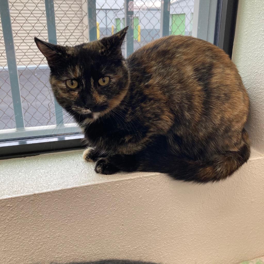 Marigold / Daffodil, a Adoptable mixed breed in Peoria, AZ image 5/5