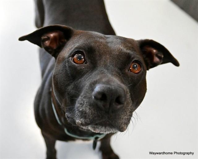 Enlarge LUCKY, a Adoptable mixed breed in Ocala, FL image 1/1
