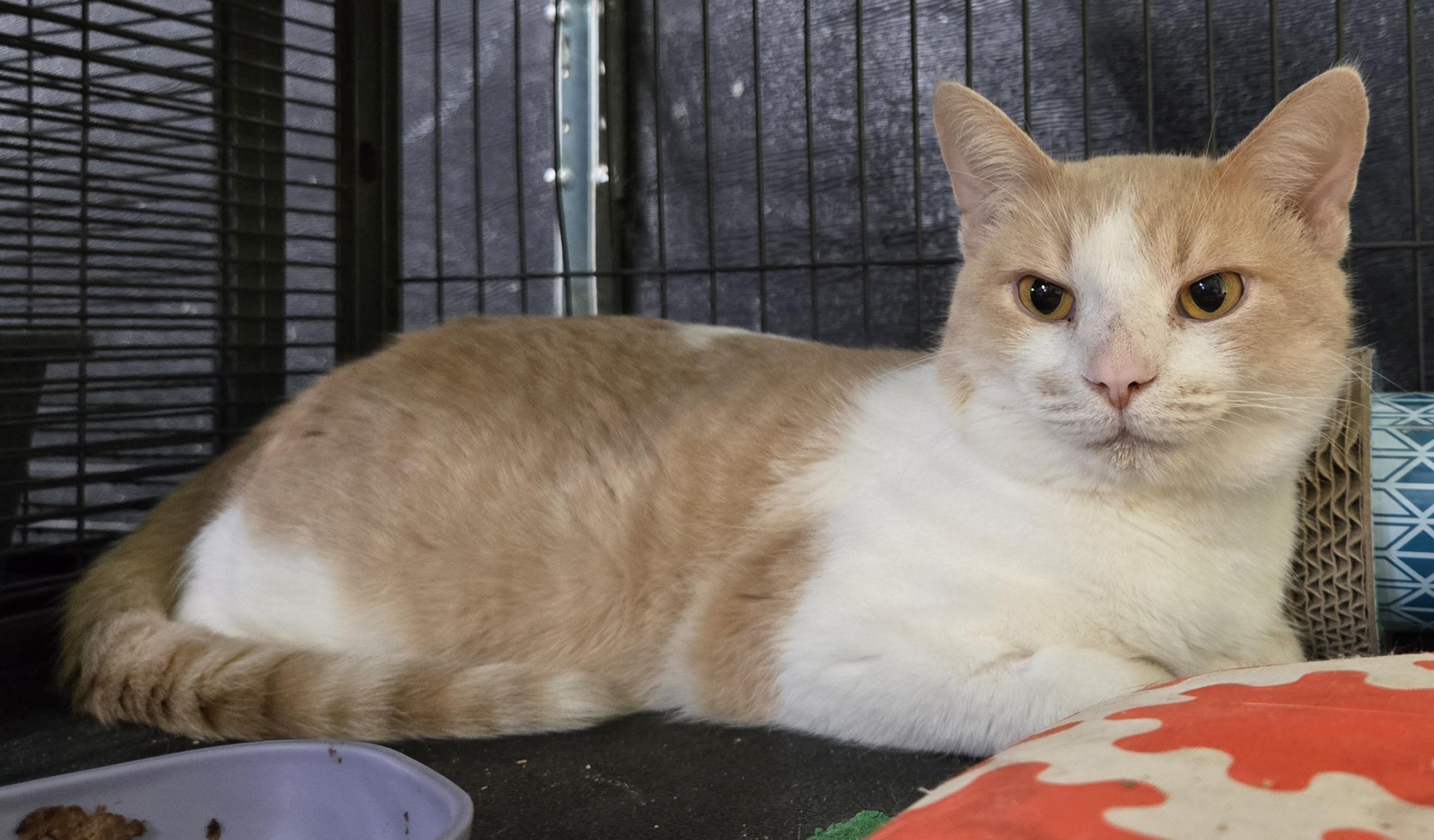 Enlarge SUNNY (bonded with NUGGET), a Adoptable Domestic Short Hair in Tillsonburg, ON image 2/5