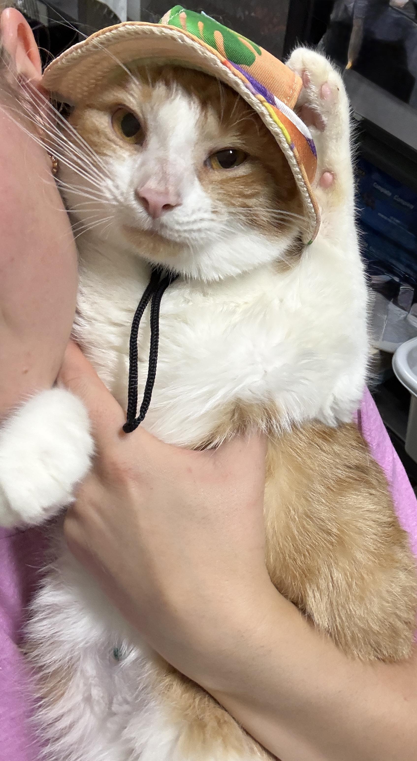 SUNNY (bonded with NUGGET), a Adoptable Domestic Short Hair in Tillsonburg, ON image 2/2