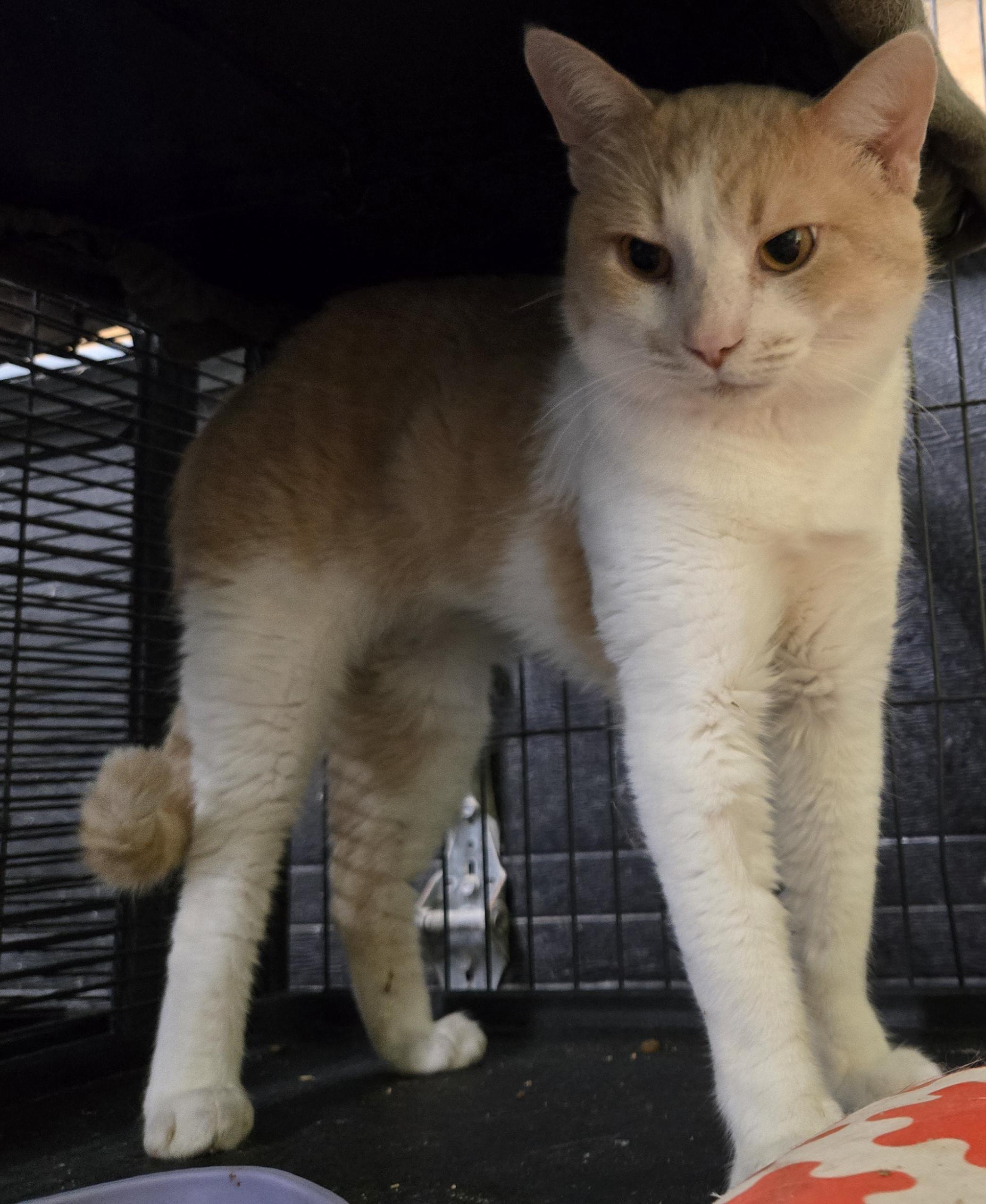 Enlarge SUNNY (bonded with NUGGET), a Adoptable Domestic Short Hair in Tillsonburg, ON image 4/5