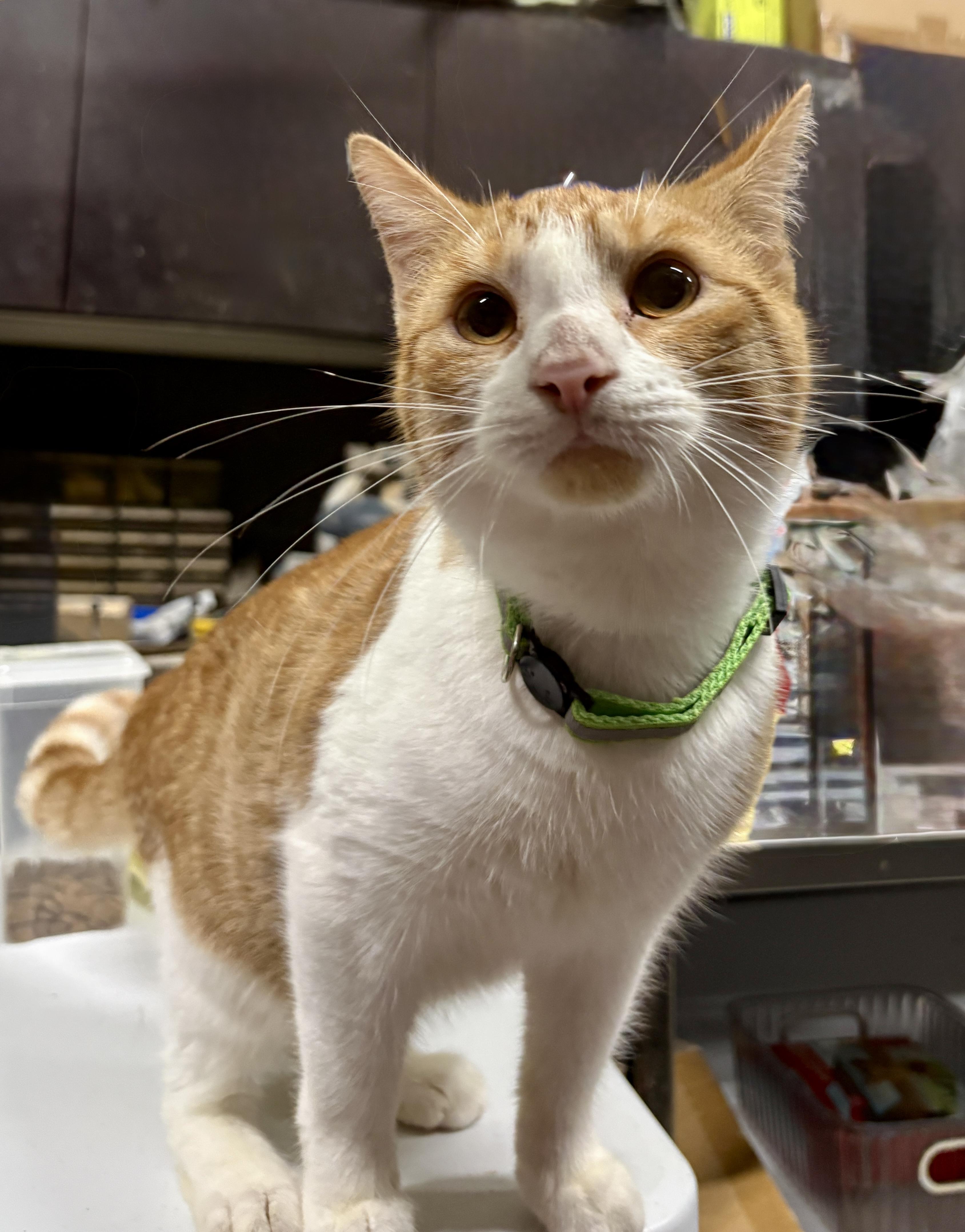 SUNNY (bonded with NUGGET), a Adoptable Domestic Short Hair in Tillsonburg, ON image 1/2