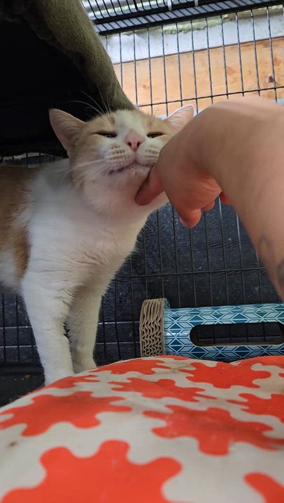 Enlarge SUNNY (bonded with NUGGET), a Adoptable Domestic Short Hair in Tillsonburg, ON video 5/5