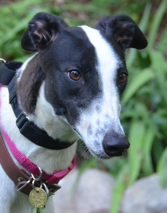Enlarge Yawkey, a Adopted Greyhound in Minneapolis, MN image 1/3