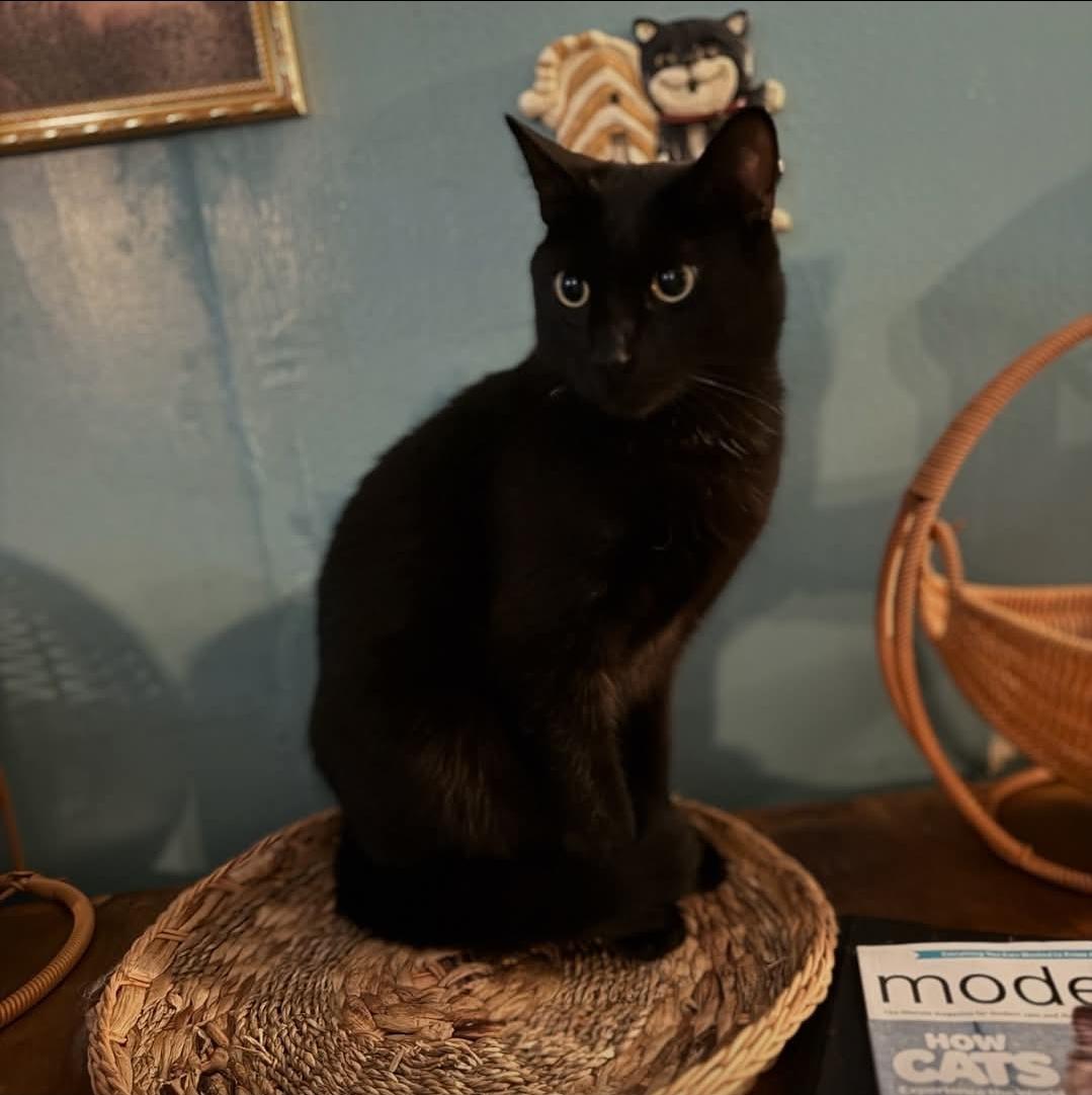 Enlarge Rippley, a Adoptable mixed breed in Whitewater, WI image 2/5