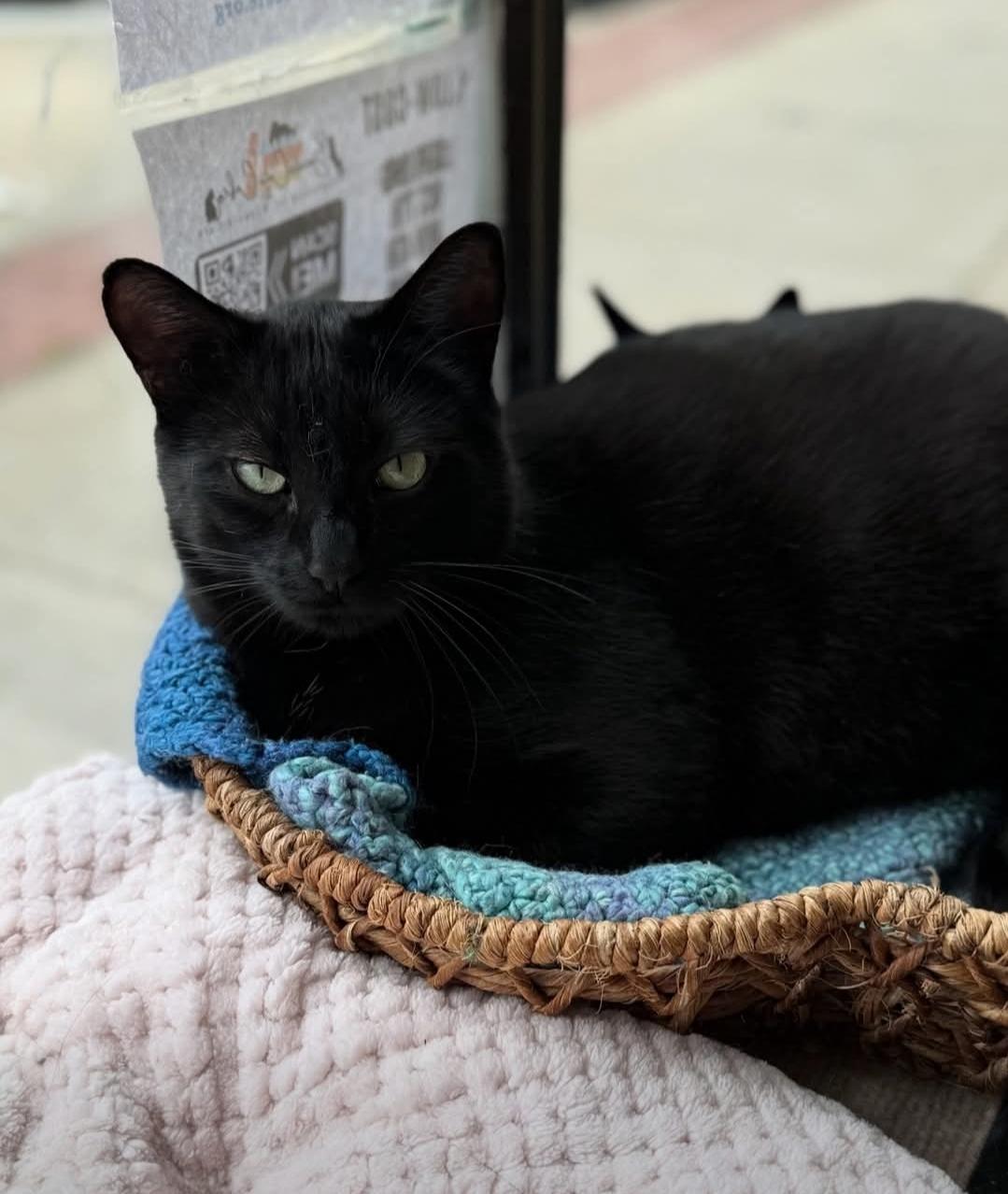 Enlarge Rippley, a Adoptable mixed breed in Whitewater, WI image 4/5