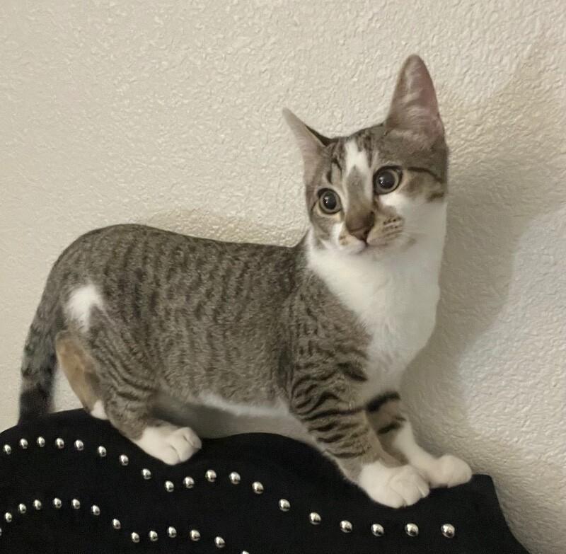 Bonnie - Outlaw Litter, Adoptable, Kitten Female Tabby.
