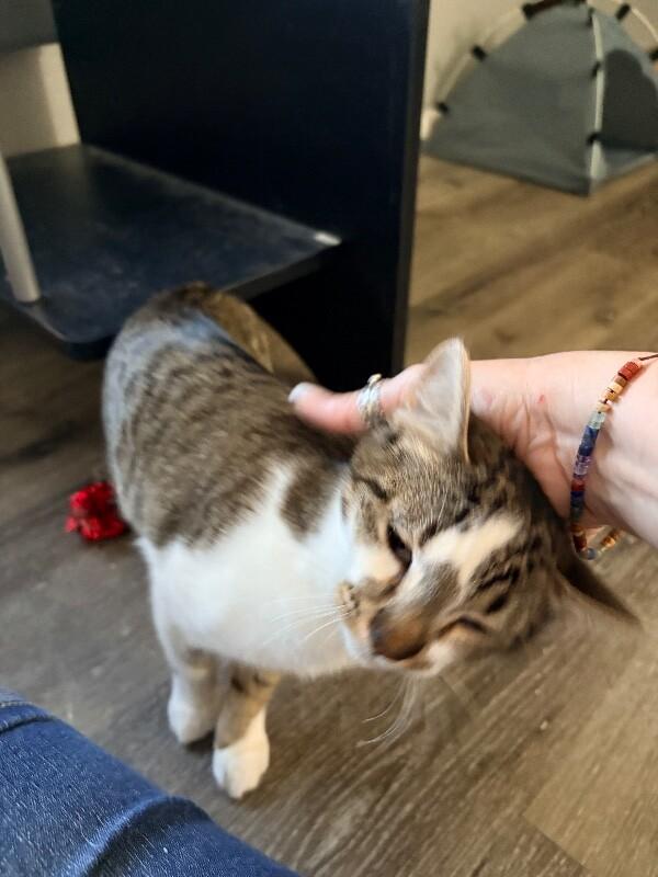 Bubbles - Power Puff  Litter, Adoptable, Young Female Tabby.