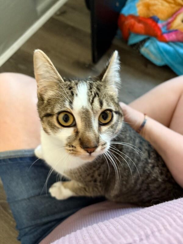 Enlarge Bubbles - Power Puff  Litter, a Adoptable Tabby in Anthem, AZ image 2/3