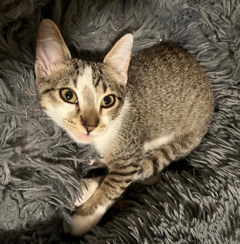 Bonnie - Outlaw Litter, a Adoptable Tabby in Anthem, AZ image 2/4