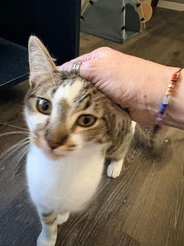 Enlarge Bubbles - Power Puff  Litter, a Adoptable Tabby in Anthem, AZ image 3/3