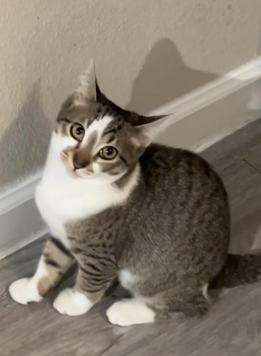 Bonnie - Outlaw Litter, a Adoptable Tabby in Anthem, AZ image 3/4