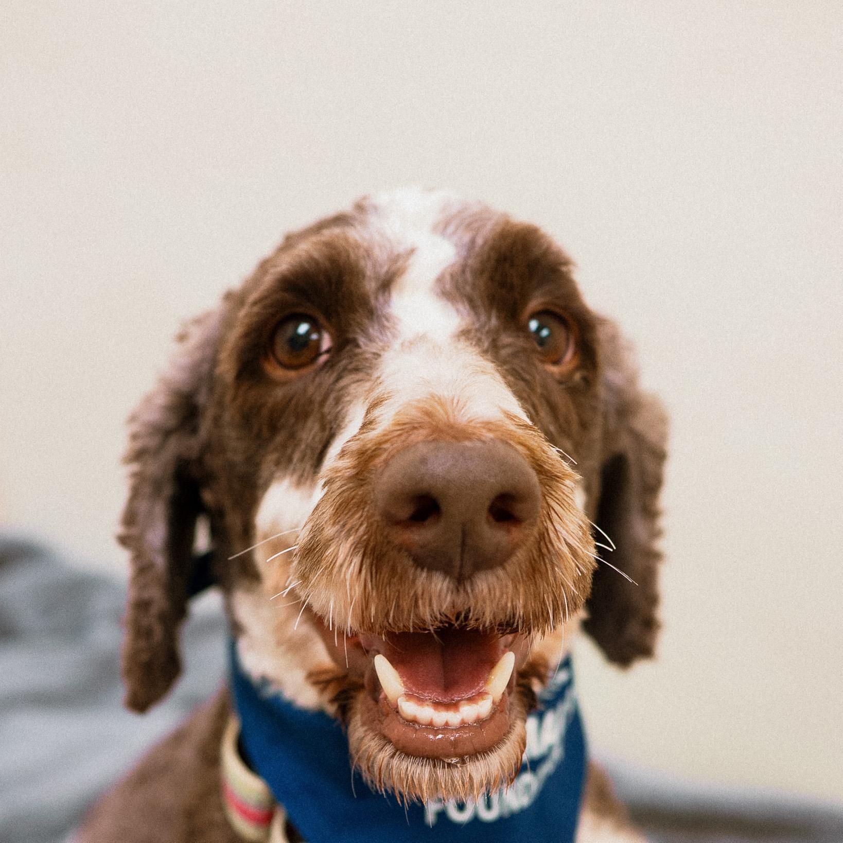 Weston, an adopted mixed breed in Cincinnati, OH image 3/5