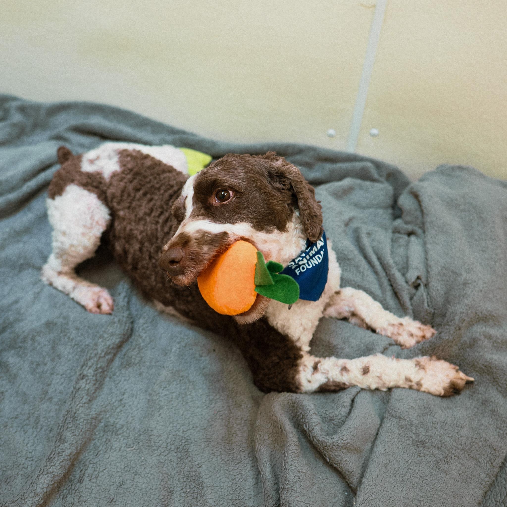 Weston, an adopted mixed breed in Cincinnati, OH image 4/5