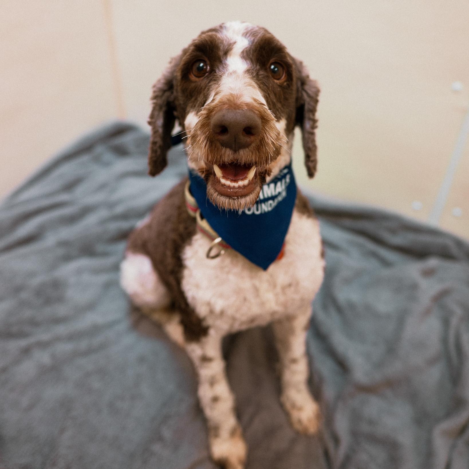 Weston, an adopted mixed breed in Cincinnati, OH image 1/5