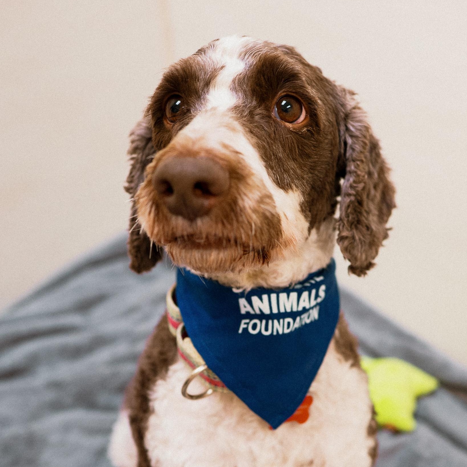 Weston, an adopted mixed breed in Cincinnati, OH image 5/5