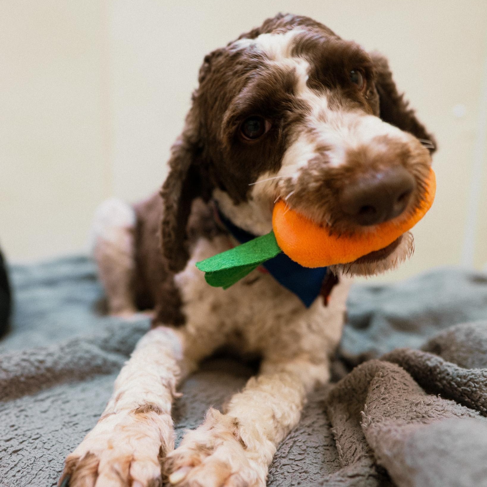 Weston, an adopted mixed breed in Cincinnati, OH image 2/5