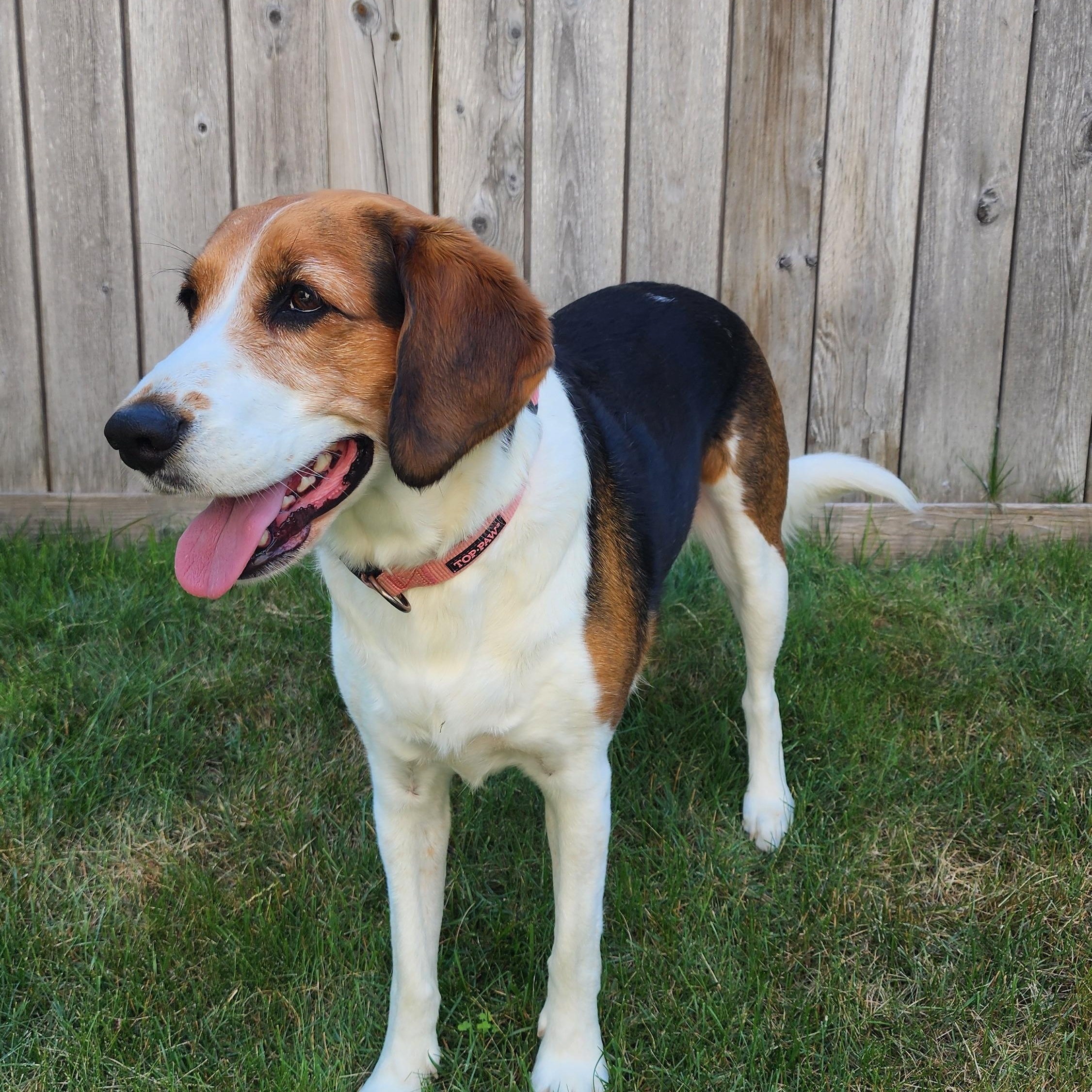 Milly, a Adoptable mixed breed in Oshawa, ON image 3/3