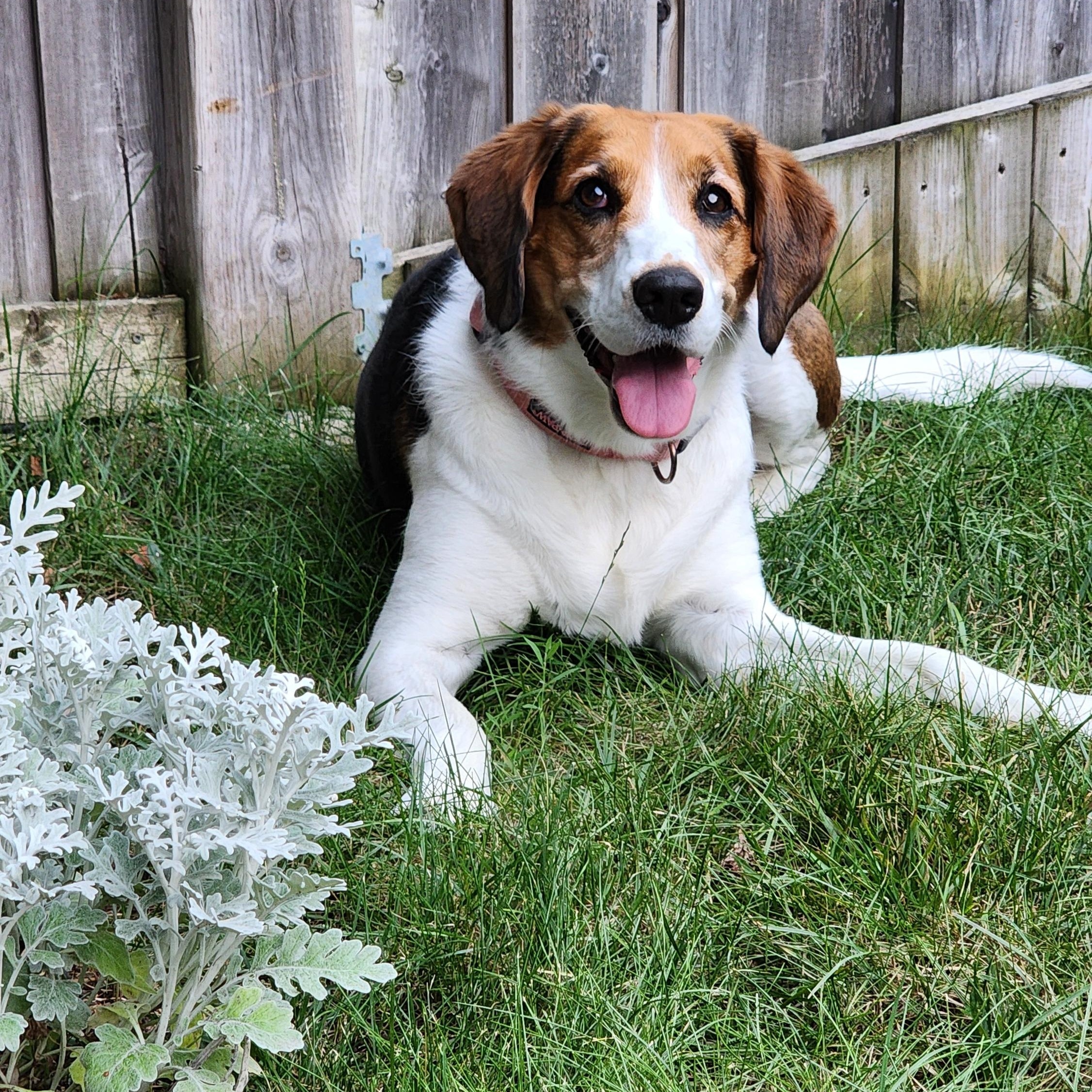 Milly, Adoptable, Adult Female Beagle & Foxhound.
