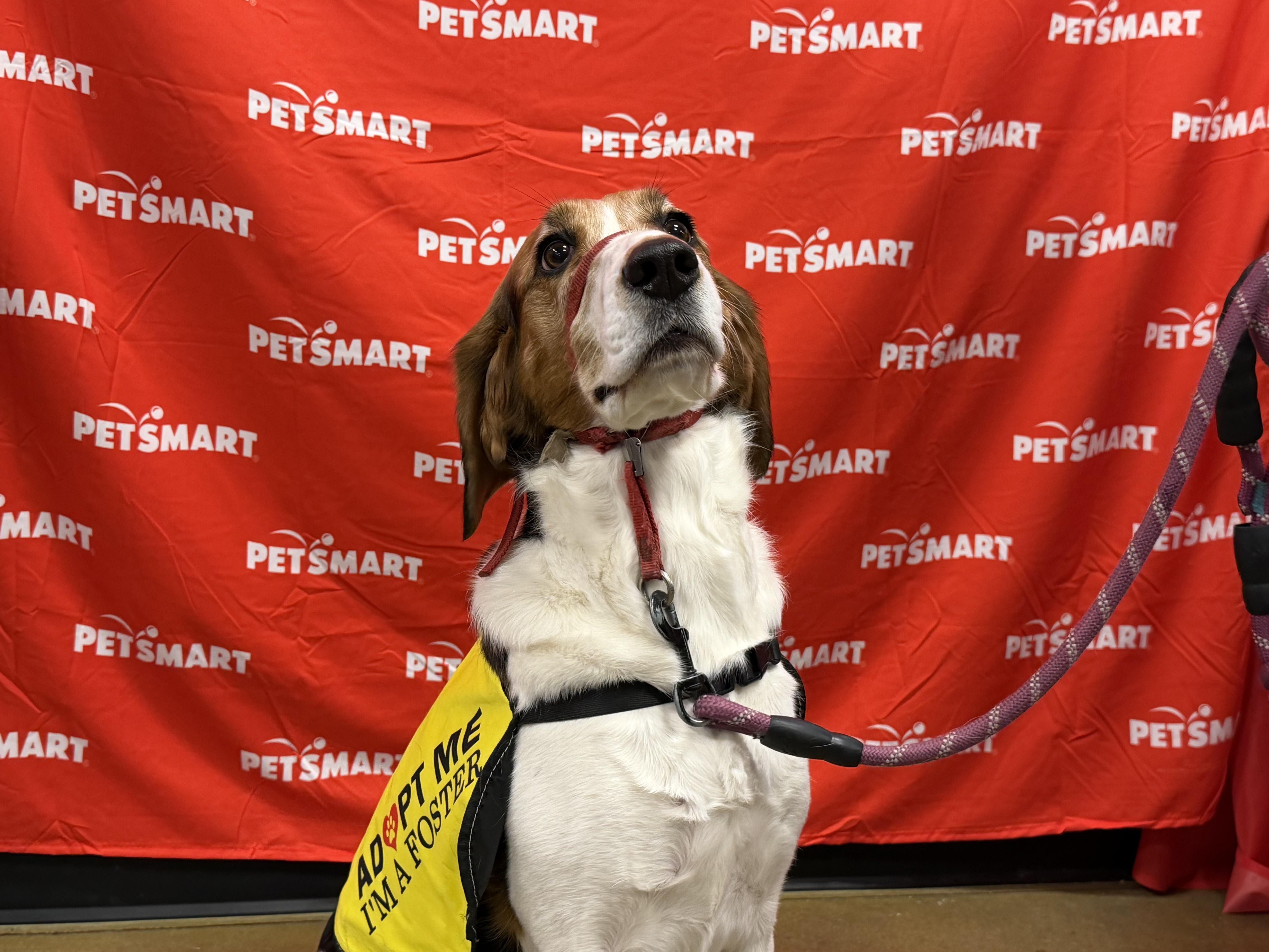 Enlarge Milly, a Adoptable mixed breed in Oshawa, ON image 3/3