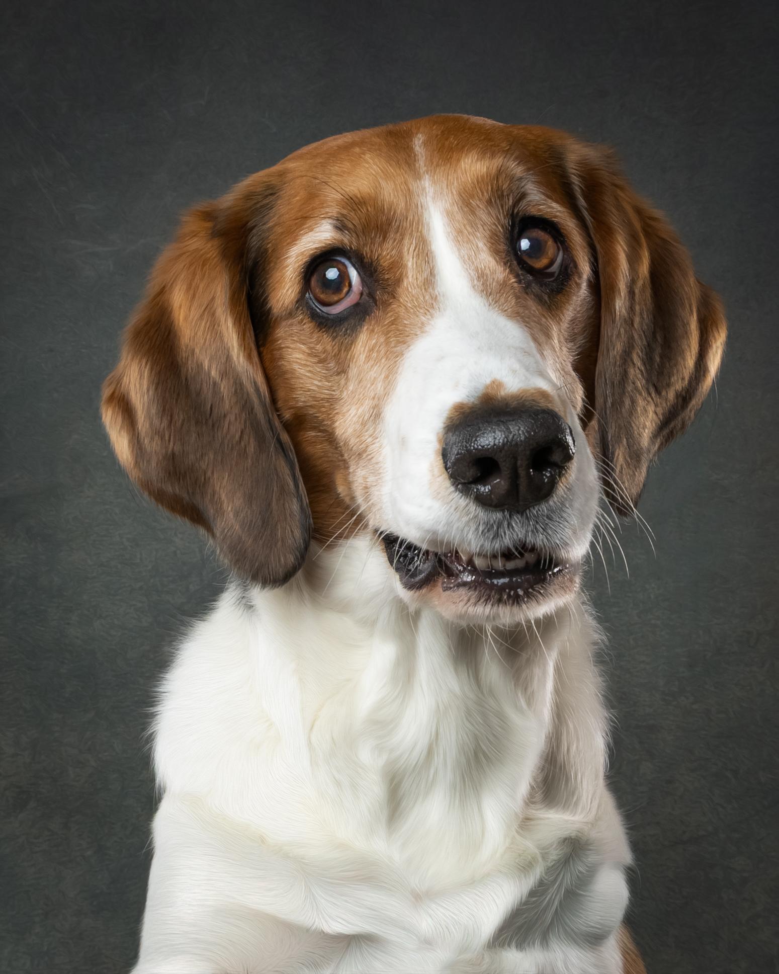 Enlarge Milly, a Adoptable mixed breed in Oshawa, ON image 2/3