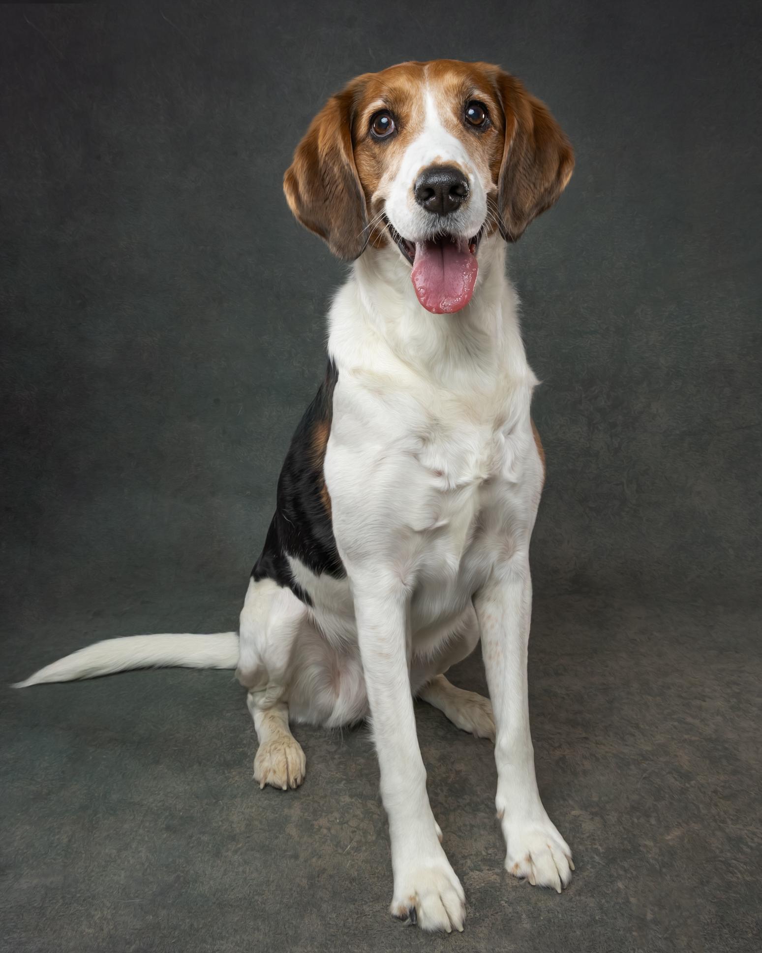 Milly, Adoptable, Adult Female Beagle & Foxhound.