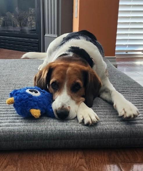 Milly, Adoptable, Adult Female Beagle & Foxhound.