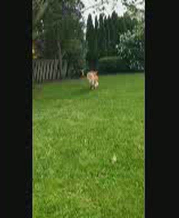 Enlarge Milly, a Adoptable mixed breed in Oshawa, ON video 3/6
