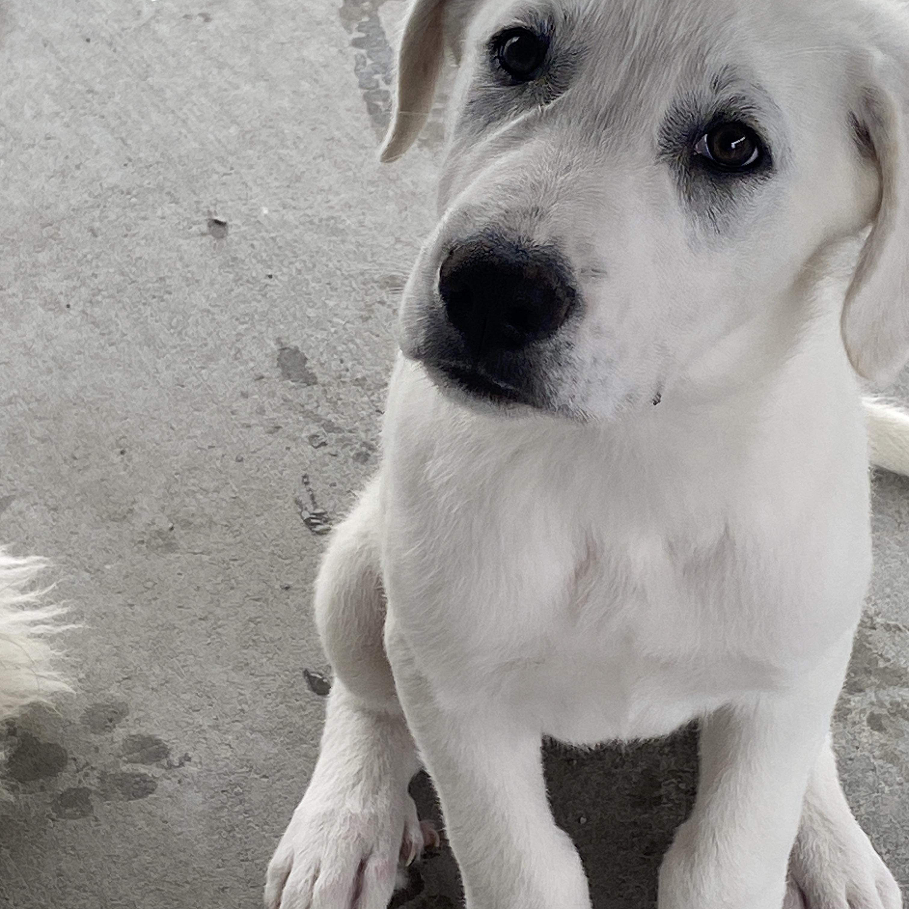 Enlarge Jackson, an adopted mixed breed in Stormville, NY image 5/6