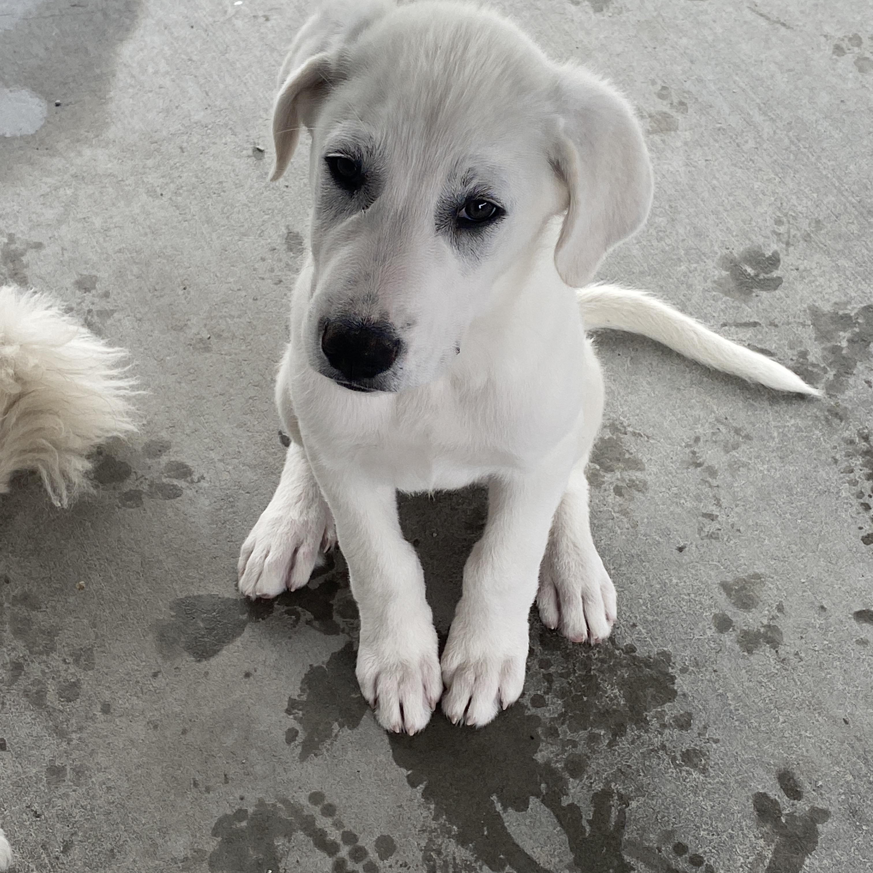 Enlarge Jackson, an adopted mixed breed in Stormville, NY image 4/6