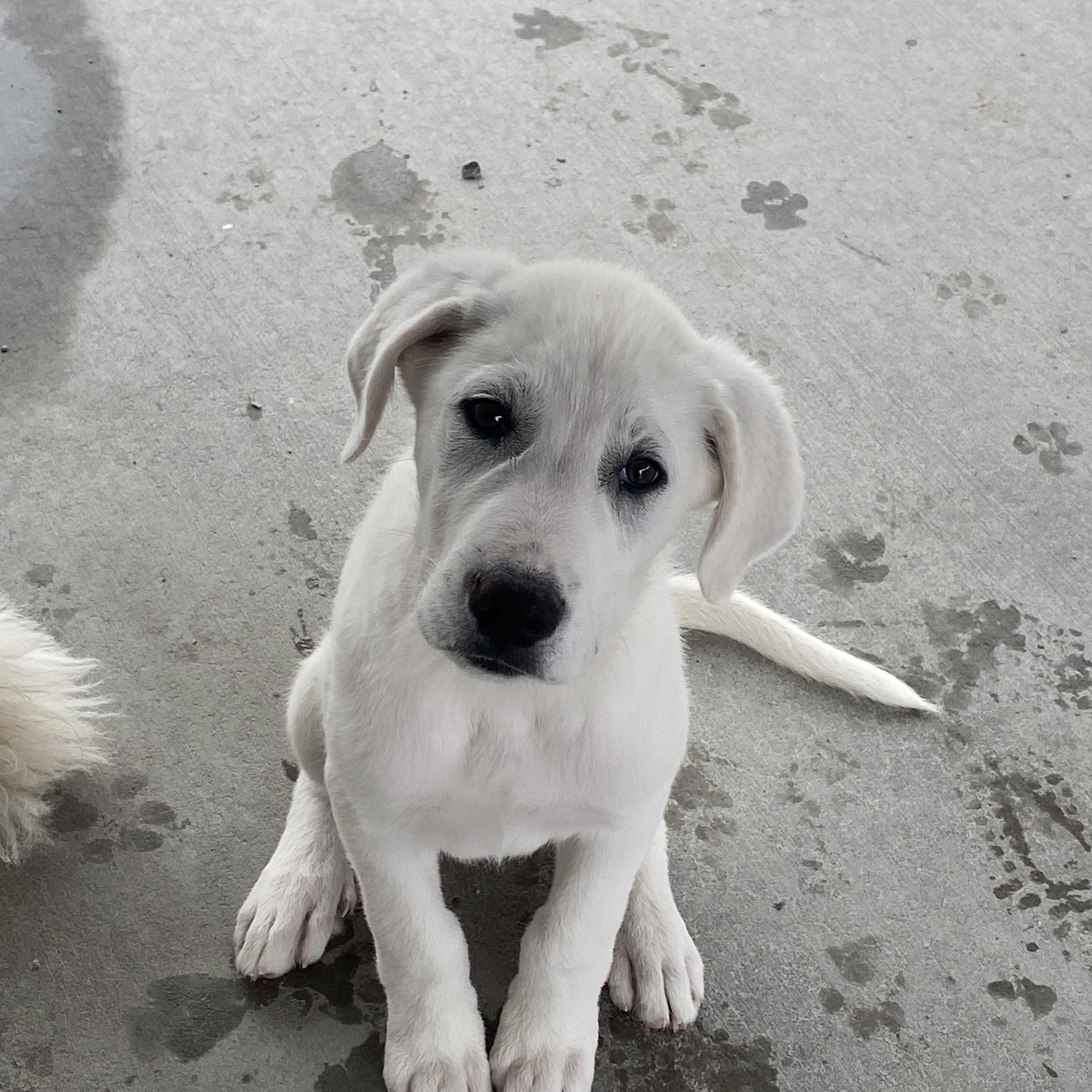 Enlarge Jackson, an adopted mixed breed in Stormville, NY image 1/6