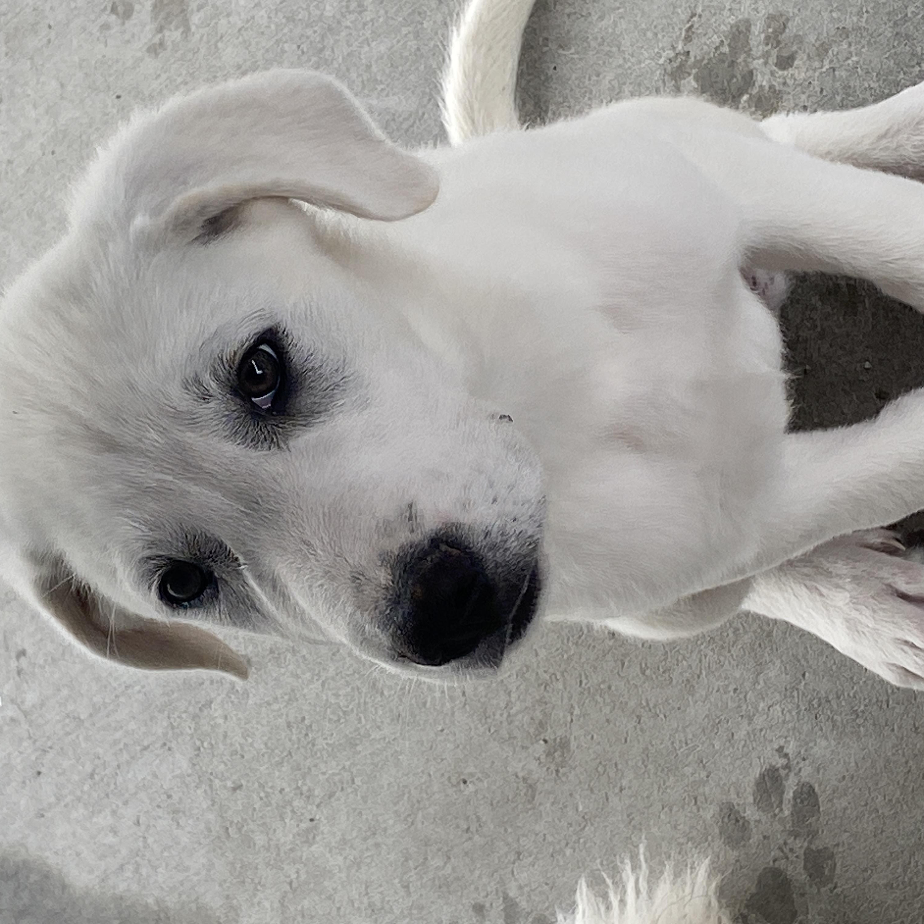 Enlarge Jackson, an adopted mixed breed in Stormville, NY image 6/6