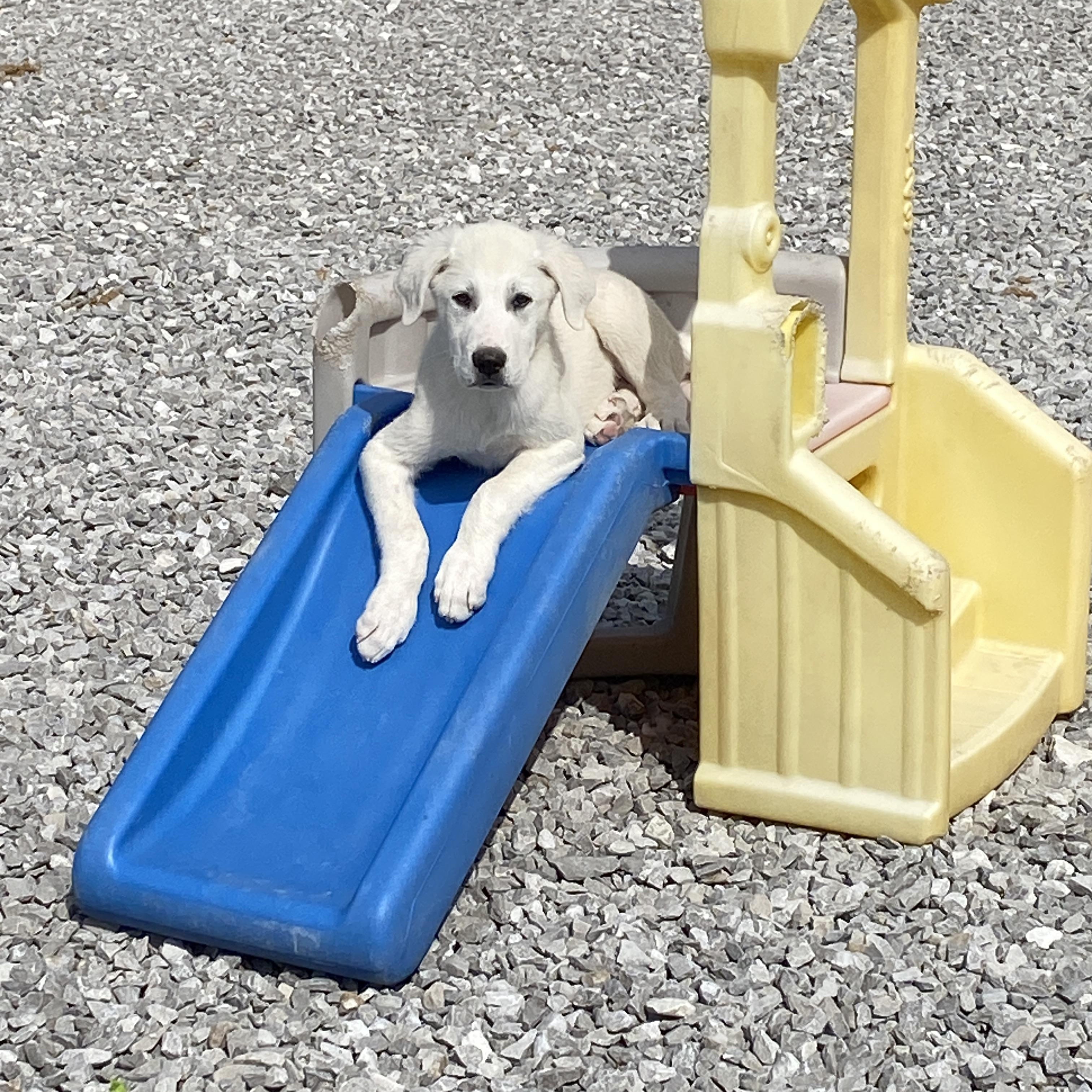 Enlarge Jackson, an adopted mixed breed in Stormville, NY image 3/6