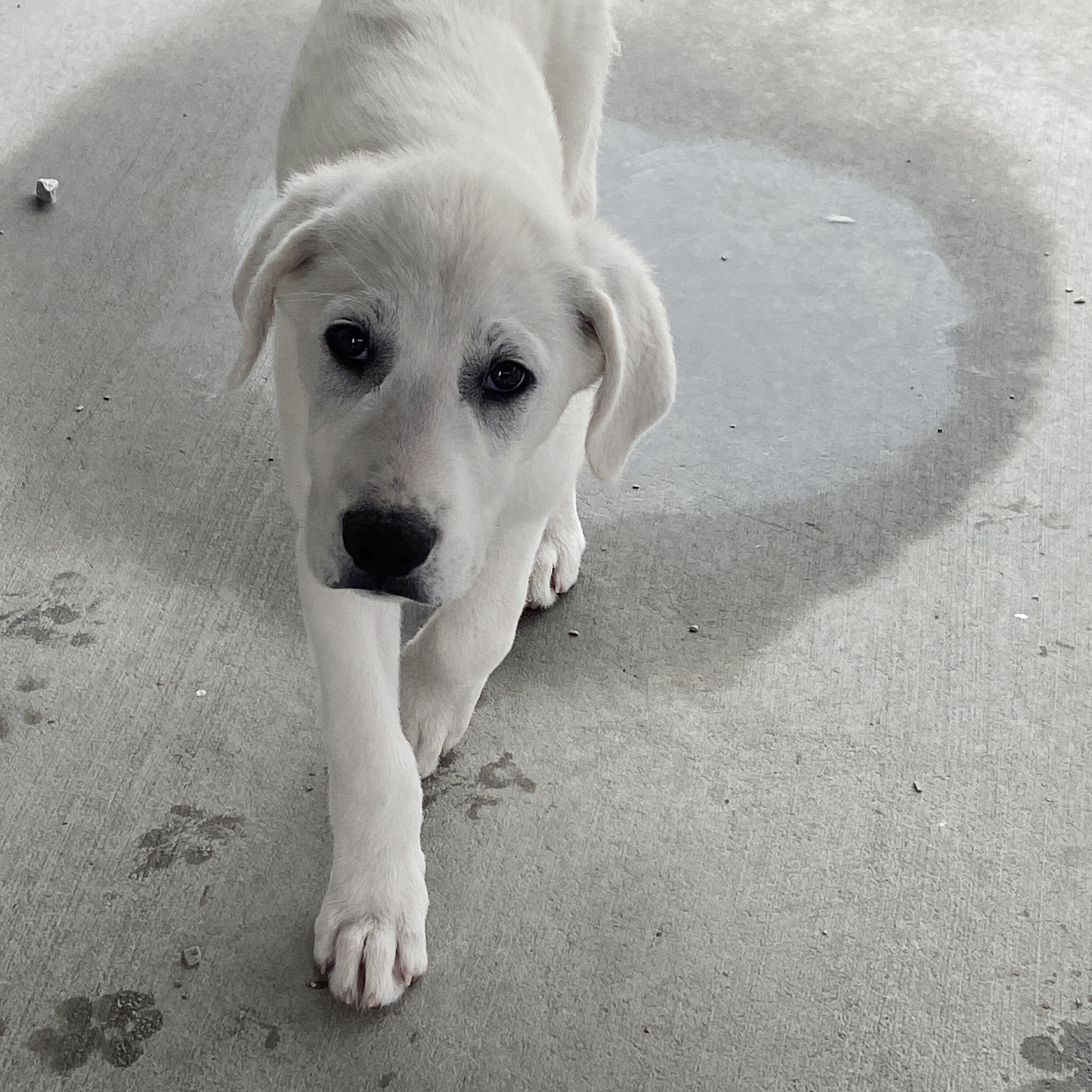 Enlarge Jackson, an adopted mixed breed in Stormville, NY image 2/6