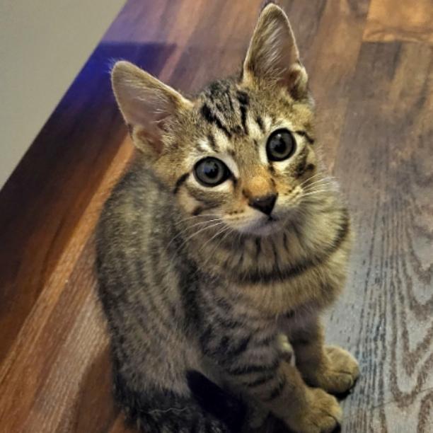 Harrison, Adopted, Adult Male Domestic Short Hair.