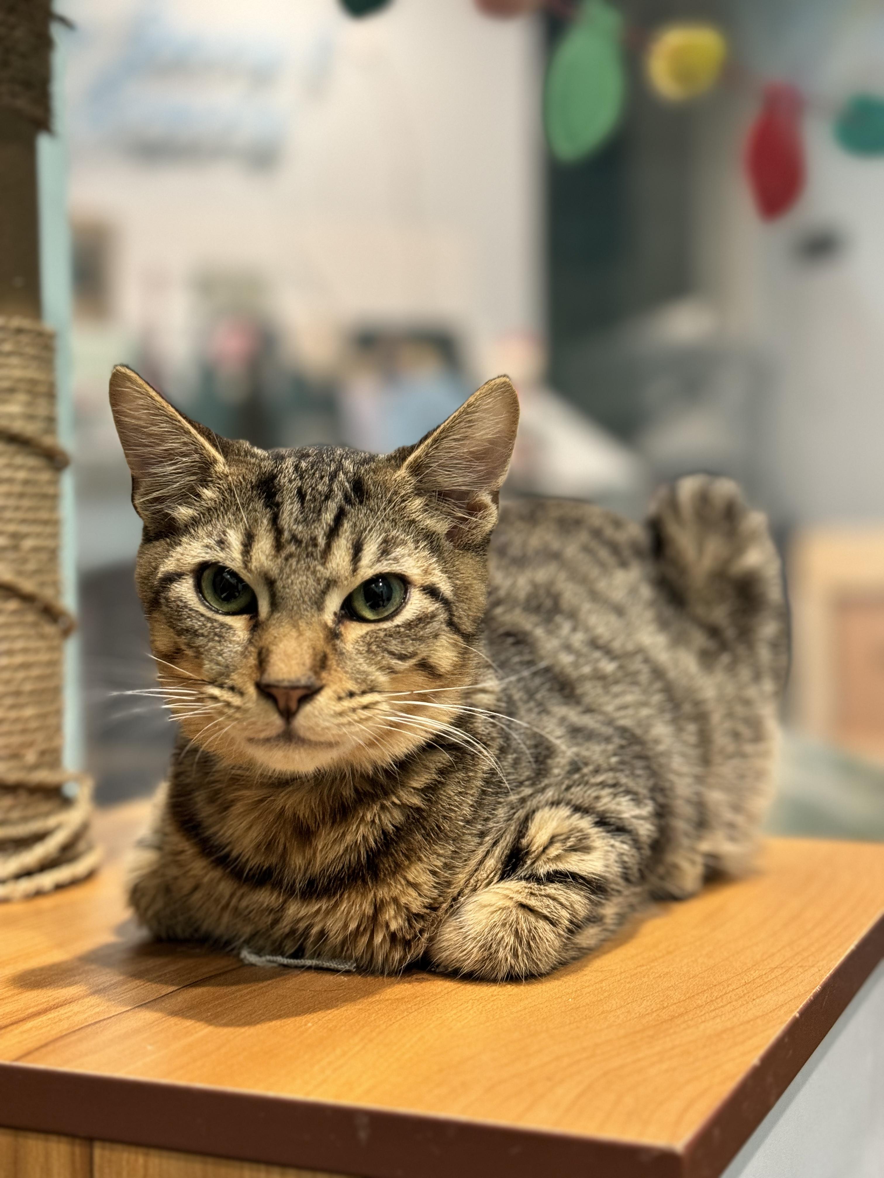 Enlarge Harrison, a Adopted Domestic Short Hair in Aiea, HI image 2/6