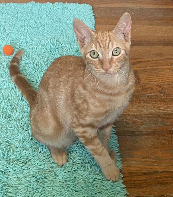 Apollo, a Adoptable Domestic Short Hair in Houston, TX image 2/3
