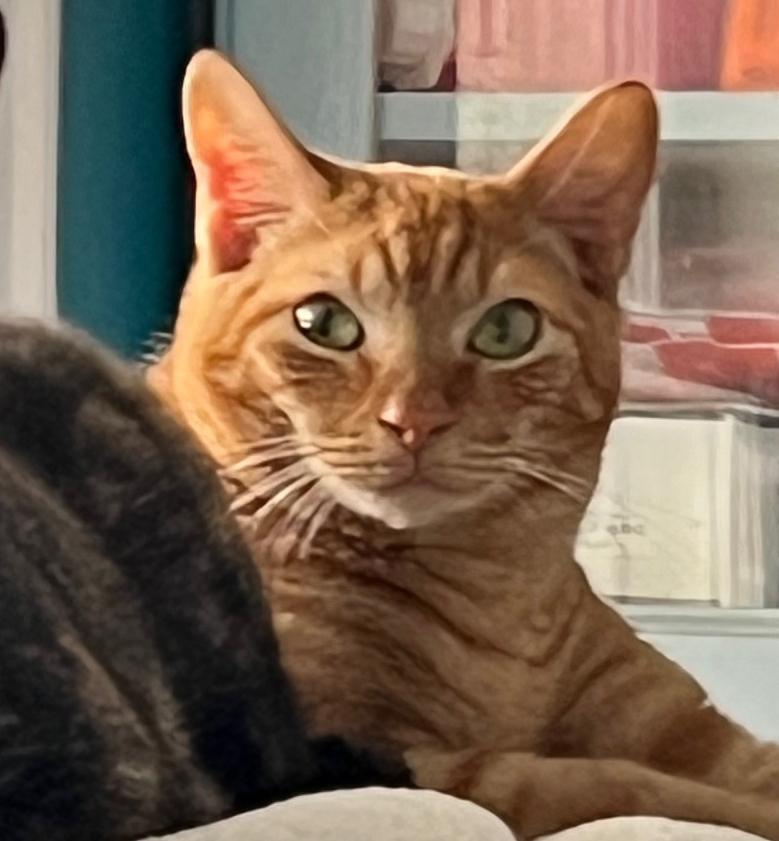 Apollo, a Adoptable Domestic Short Hair in Houston, TX image 1/3