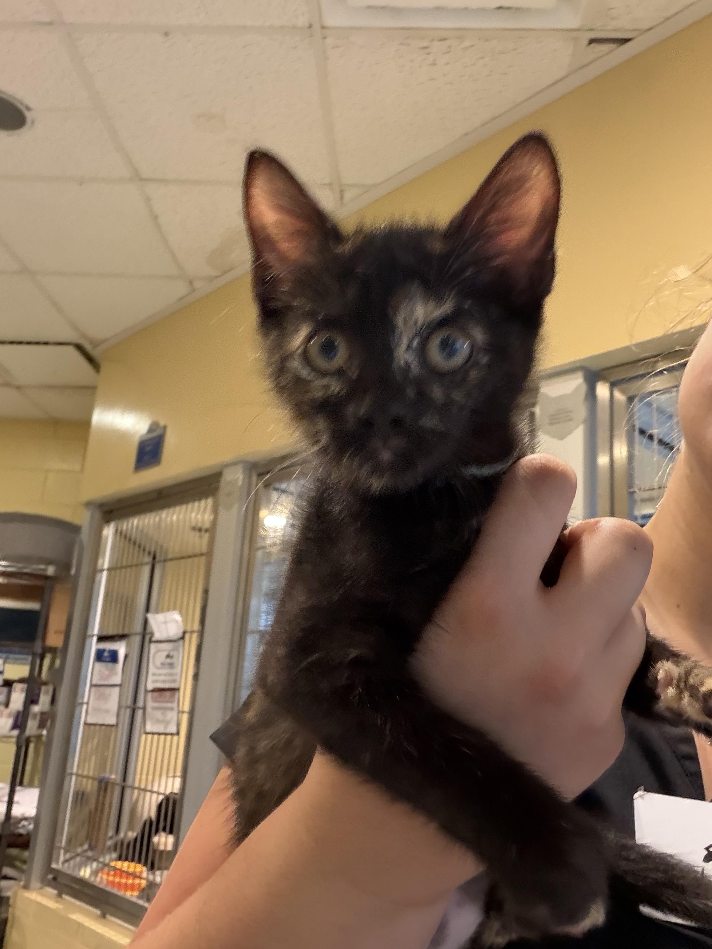 Enlarge Jellybean, an adopted Domestic Short Hair in Charleston, SC image 1/1