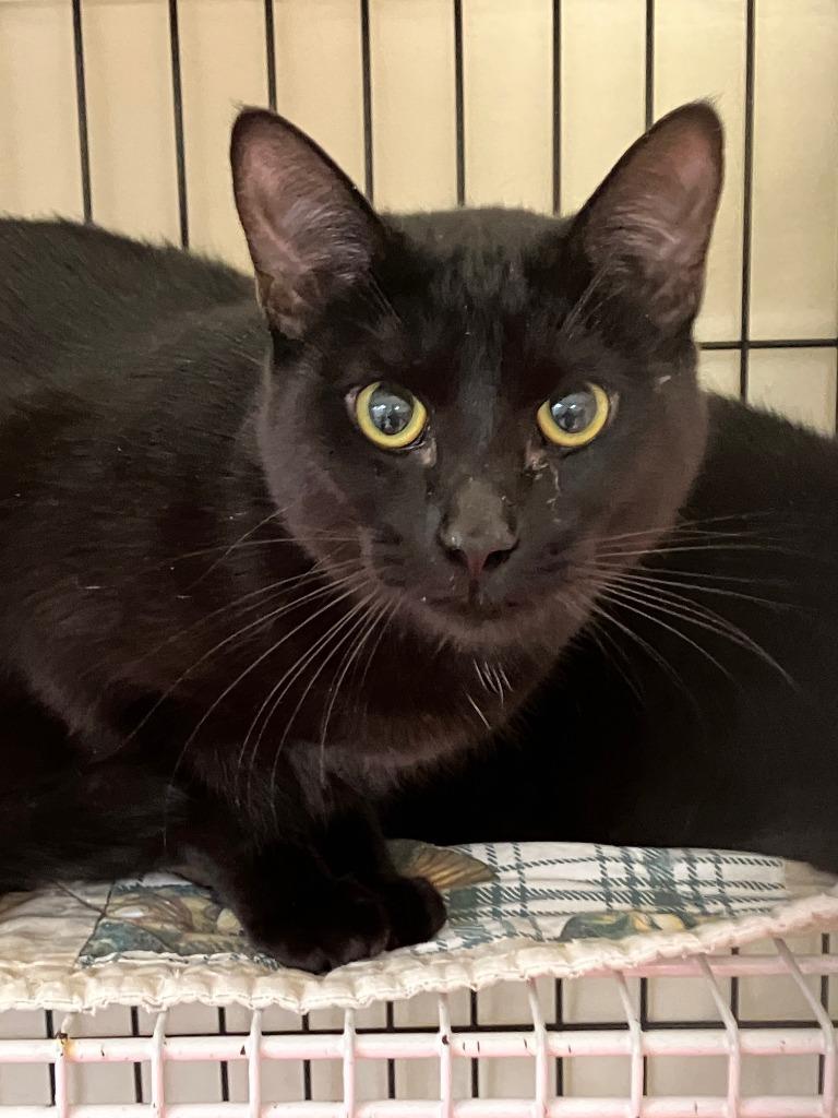 Enlarge Grimm, a Adoptable mixed breed in Lunenburg, MA image 1/1