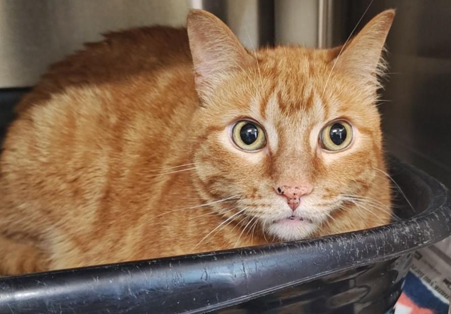 Oswald, Adoptable, Adult Male Domestic Short Hair.